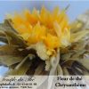 Fleur de thé Chrysanthème