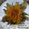 Fleur de thé Chrysanthème – Image 2
