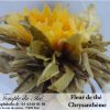 Fleur de thé Chrysanthème – Image 4