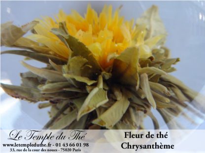 25 fleurs de thés fleur de Chrysanthème