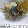 25 fleurs de thés Jasmin et Pois bleu – Image 3