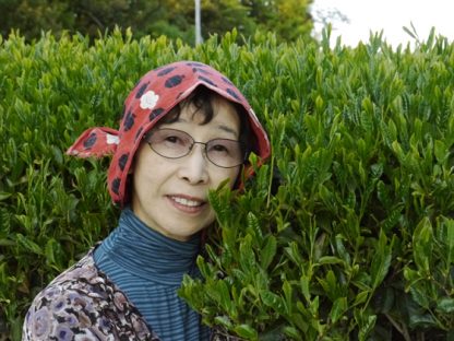 Thé vert du Japon BIO Bancha Yanagicha Printemps 2021 petits producteurs