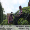 Thé vert du Népal de petits producteurs BIO ILAM MAO FENG 1ère récolte du printemps 2024 – Image 4