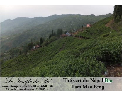 Thé vert du Népal de petits producteurs BIO ILAM MAO FENG 1ère récolte du printemps 2023
