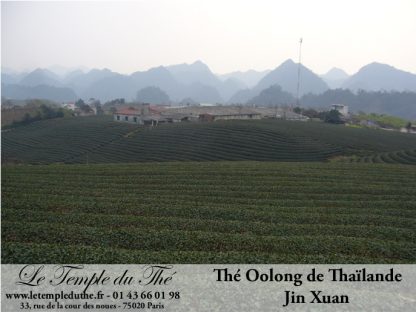 Thé Wulong (Oolong) de Thaïlande JIN XUAN petits producteurs printemps 2023