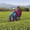 Thé vert du Japon BIO Bancha Yanagicha Printemps 2024 petits producteurs – Image 2