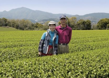 Thé vert du Japon BIO Bancha Yanagicha Printemps 2022 petits producteurs
