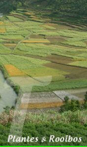 Rooibos thé rouge Paris