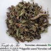 Verveine BIO citronnée (appelée aussi Verveine odorante)