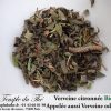 Verveine BIO citronnée (appelée aussi Verveine odorante) – Image 3