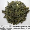 yanagicha-morimoto-2020