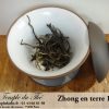 Zhong Tradition